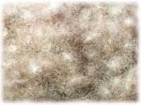 eiderdown