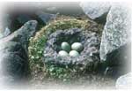 an eider duck nest