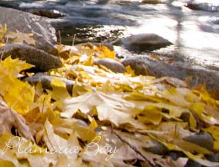image of autumn leaves