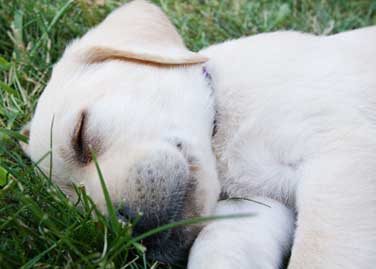 http://www.plumeriabay.com/Images/sleeping-dog.jpg