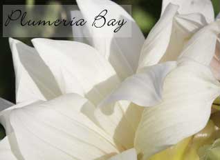 image of summer dahlia blossom