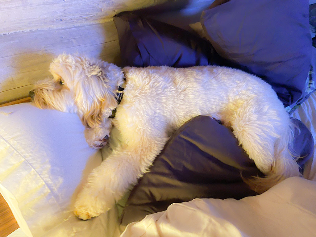 Omi the pillow pup lounging on a pile of goose down pillows