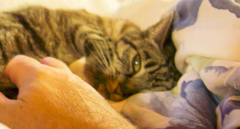 Momi the cat sleeping on our eiderdown