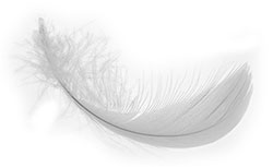Image of a curved body feather
