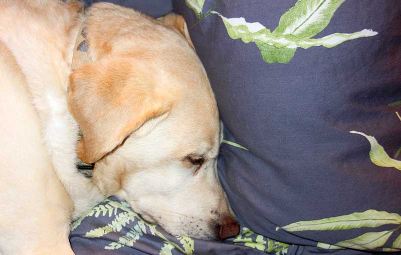 Bou, sleeping on our eiderdown