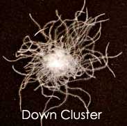 image of a goose down cluster