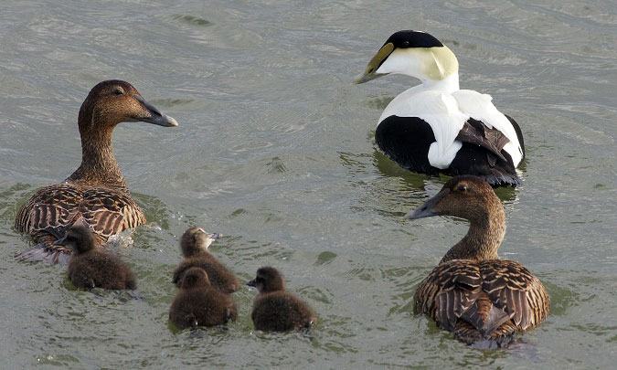 image of a male eiderduck, 2 females and 4 fluffy ducklings