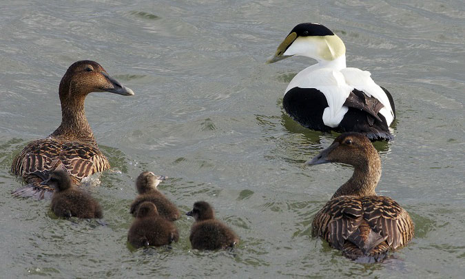 eider feathers