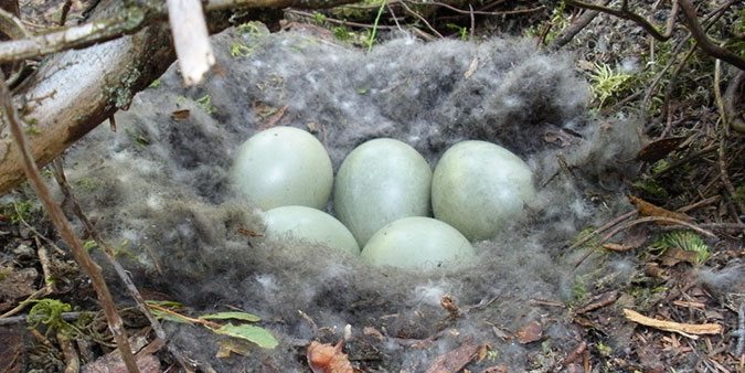 image of an eider duck nest
