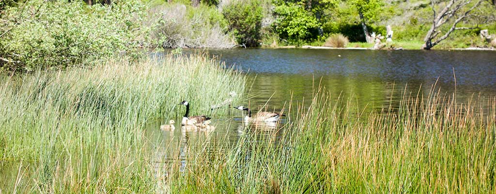 Geese and baby geese on a lake in Spring