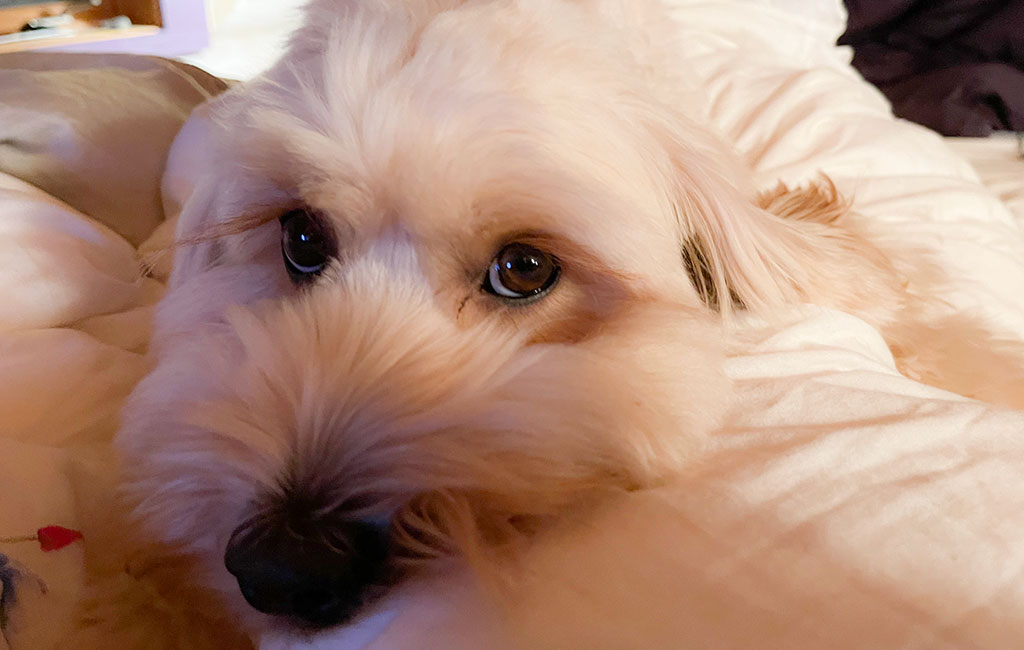 image of dog enjoying pillow time