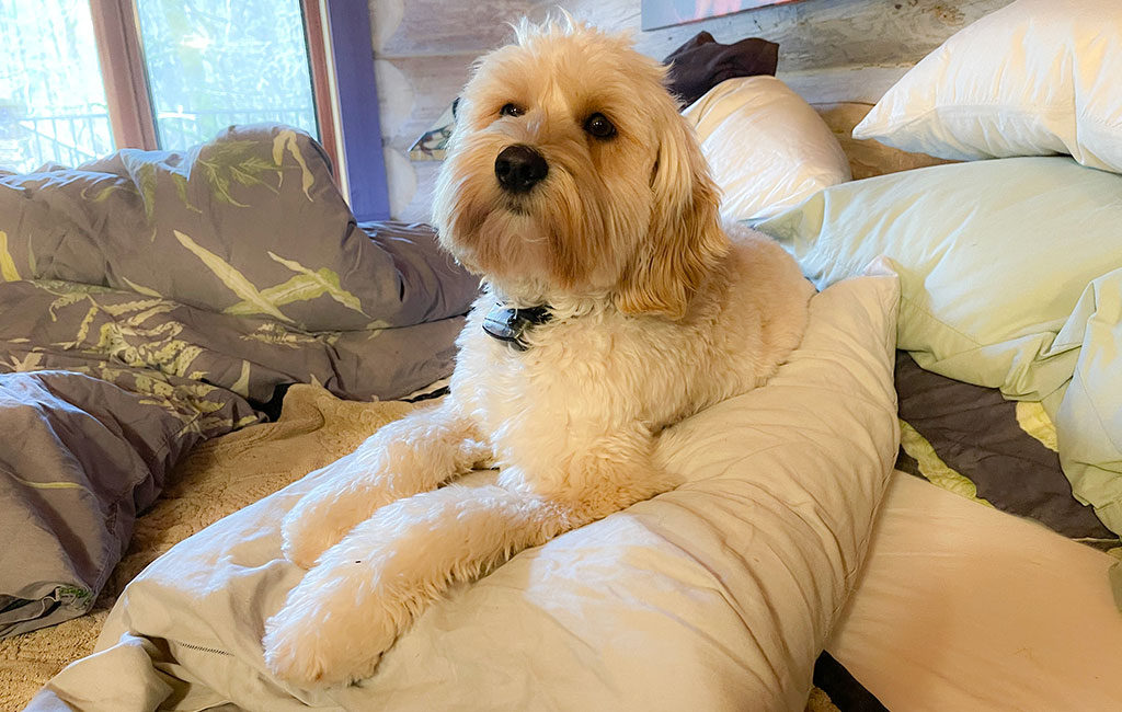 Omi the Australian Labradoodle enjoying our bed and down pillows