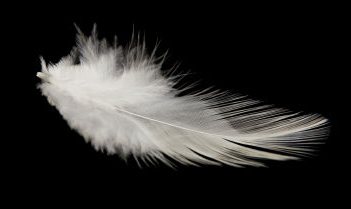 a body feather image of a body feather