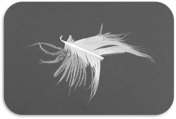 image of a chopped flight feather