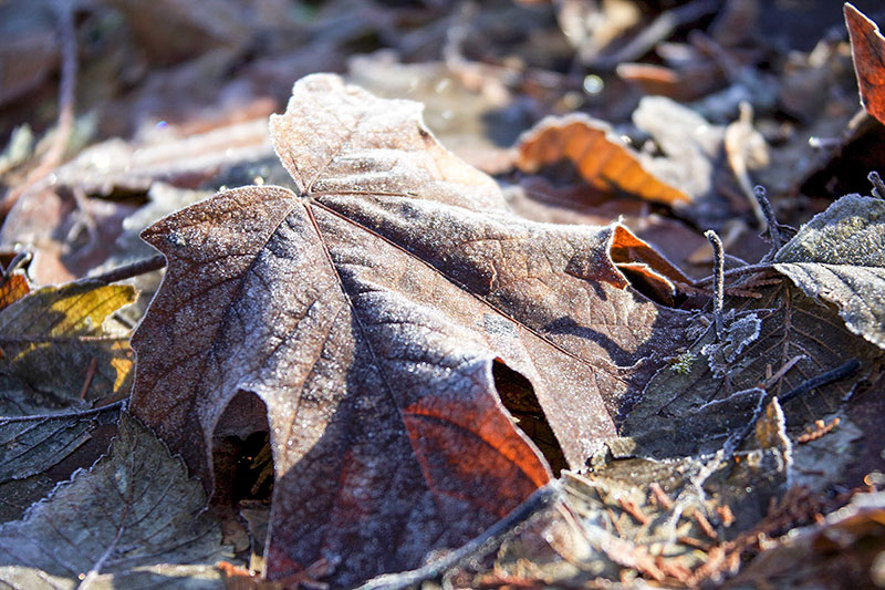 Image of an Autumn leaf, covered with frost