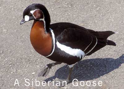a Siberian Goose with red breast plumage